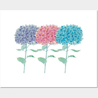 Hydrangeas multicolored watercolor Posters and Art